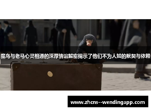 魔鸟与老马心灵相通的深厚情谊解密揭示了他们不为人知的默契与依赖